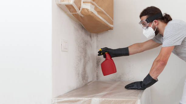 Professional Attic Mold Remediation technician working in Petersburg, MI
