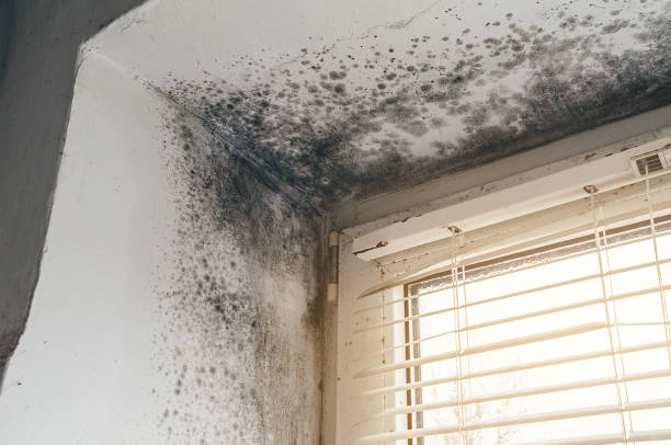Affordable Attic Mold Remediation solutions in Petersburg, MI