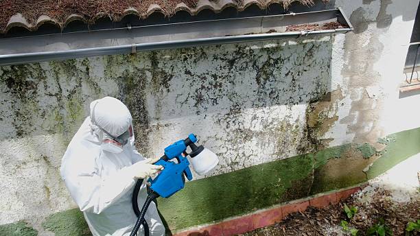 Top rated local Attic Mold Remediation specialists in Petersburg, MI